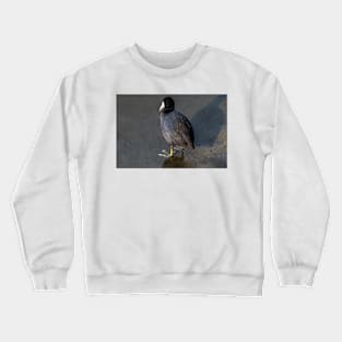 Red Eyed American Coot Crewneck Sweatshirt